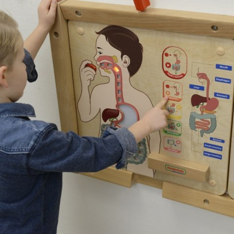 MASTERKIDZ Tablica Edukacyjna Układ Trawienny Montessori Masterkidz MASTERKIDZ Tablica Edukacyjna Układ Trawienny Montessori Masterkidz