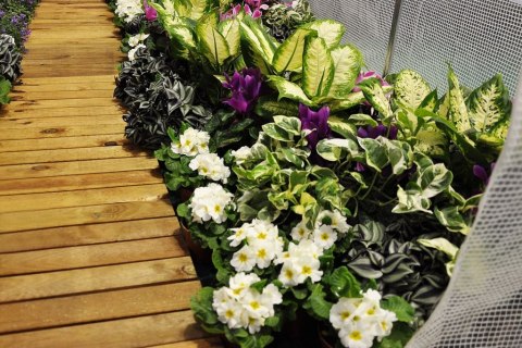 TUNEL FOLIOWY 250 cm x 400 cm (10 m2) biała Home & Garden TUNEL FOLIOWY 250 cm x 400 cm (10 m2) biała Home & Garden